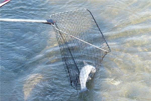 夢到河邊抓了條大魚有什麼意思_周公解夢