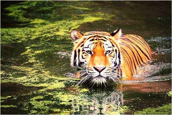 夢到了夢蒸花捲代表什麼_周公解夢官網