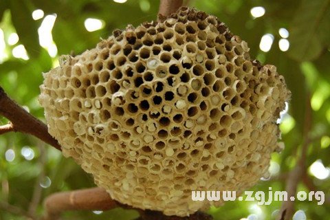 Dream of cellular honeycomb