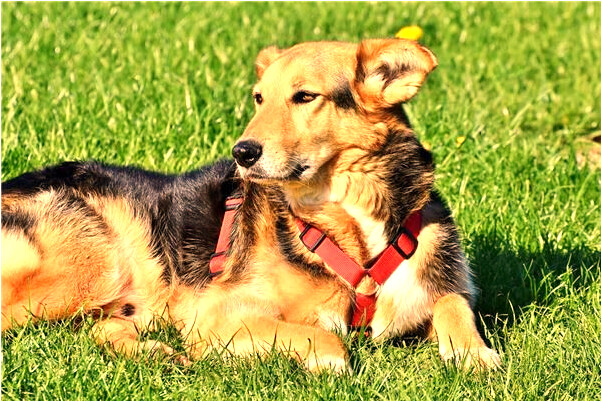 夢見和小姨子性交有什麼含義_周公解夢官網