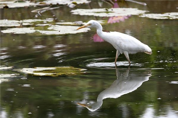 夢到魚坑有什麼寓意嗎_周公解夢