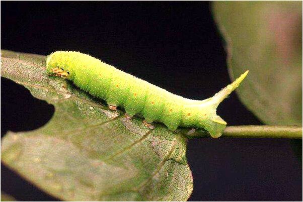 夢到喜歡的人要娶了別人啥意思_周公解夢官網