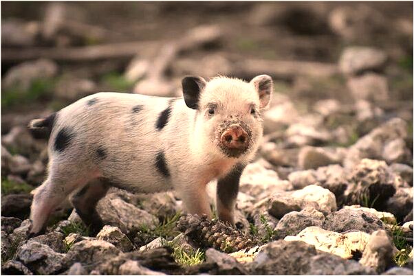 夢到了龍和鳳凰的雕刻是啥預兆_周公解夢官網