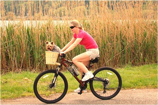 夢到被一條黑蛇追有什麼說法_周公解夢官網