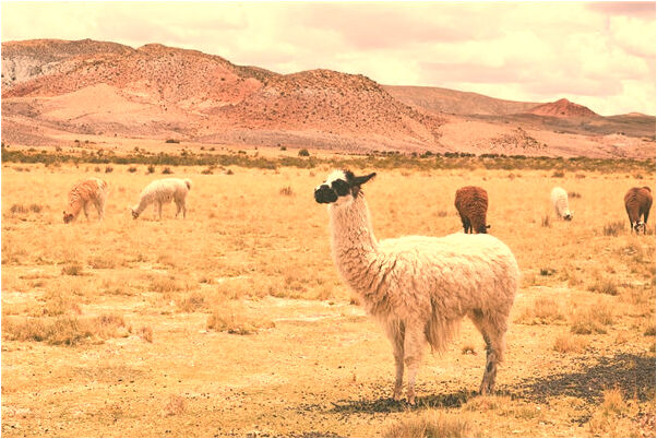 夢到了老公衣服上有血死了預示著什麼_周公解夢官網