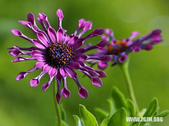 夢見親人被水淹死_周公解夢夢到親人被水淹死是什麼意思_做夢夢見親人被水淹死好不好_周公解夢官網