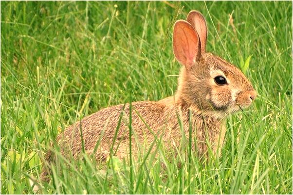 夢見外公換新農用車了預示什麼_周公解夢官網