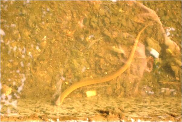 夢到了夢草垛上站起只大是什麼意思_周公解夢官網