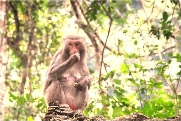 夢到當監護人意味什麼_周公解夢官網