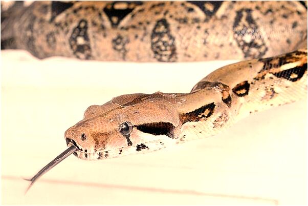 夢到了給死去多年的人買棺材有什麼意思嗎_周公解夢官網