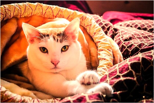 夢到朋友買雞補身體啥意思_周公解夢官網