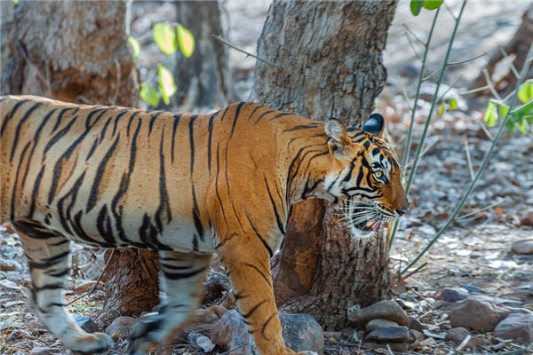 2022年屬虎的多大_十二生肖