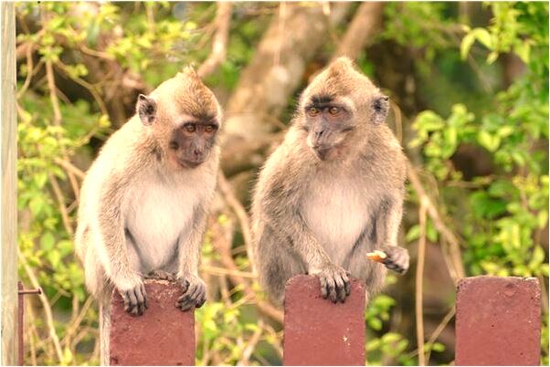 夢到了自己抱著孩子被狗咬住了手是什麼意思_周公解夢官網