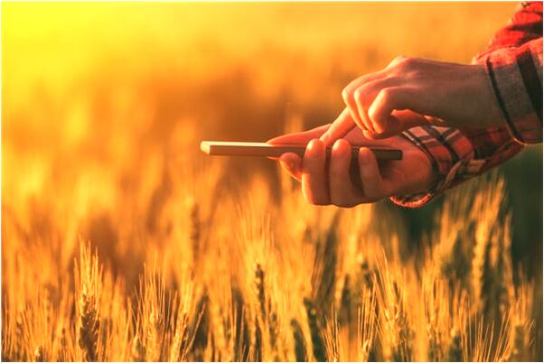 夢見鯊魚在海里有什麼意思_周公解夢官網