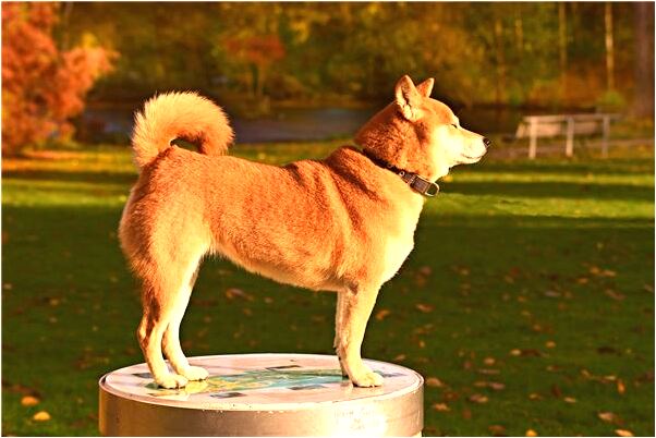 夢見下眼瞼長出好的蟲蜈蚣有什麼說法_周公解夢官網