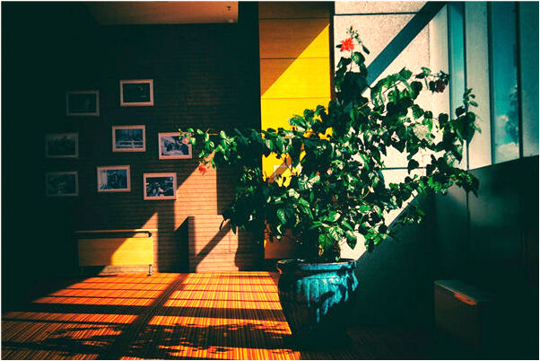 夢到了找白騾子會是什麼預兆_周公解夢官網