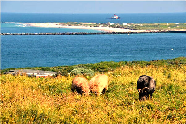 夢到了自己沒錢用了是什麼啟示_周公解夢官網
