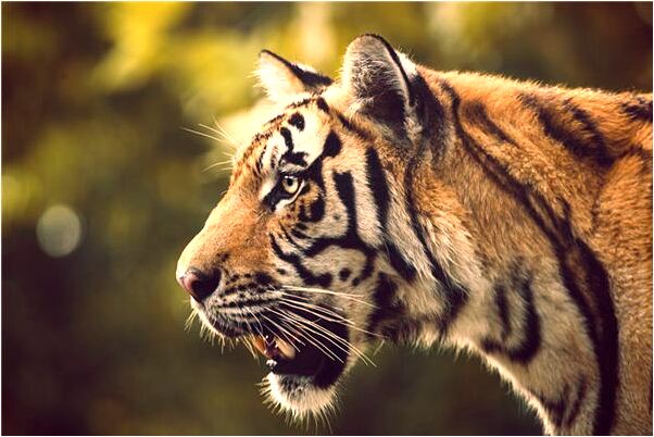 夢見自己抓到老鼠又把老鼠扔了有什麼預示嗎_周公解夢官網