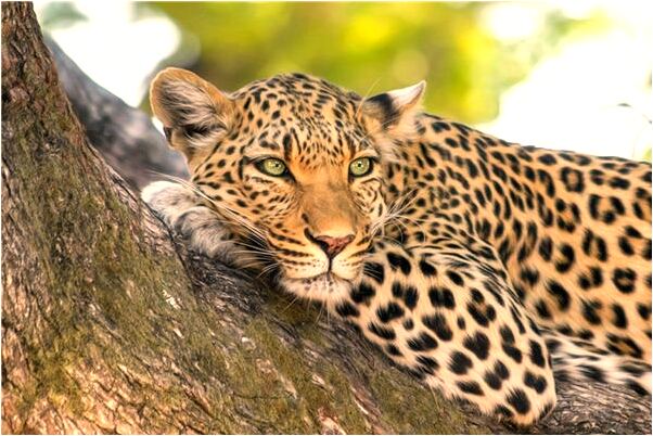 夢到高僧驅魔有什麼寓意嗎_周公解夢官網