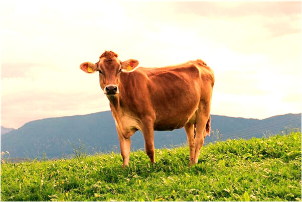 夢到我和爸爸在除昆蟲是凶兆還是吉兆_周公解夢官網