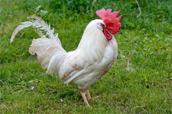 1981年屬什麼生肖_十二生肖