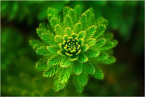 夢到了兩幅白色棺材預兆了什麼嗎_周公解夢官網