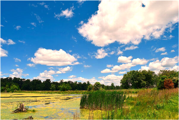 夢見上廁所來了一條狗有什麼含義_周公解夢官網
