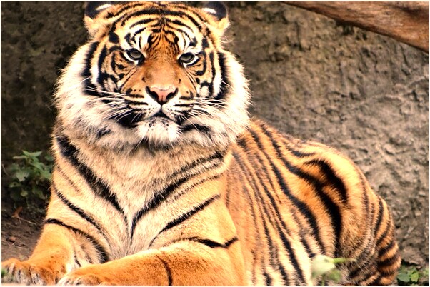 夢見女兒出事了有什麼意思嗎_周公解夢官網