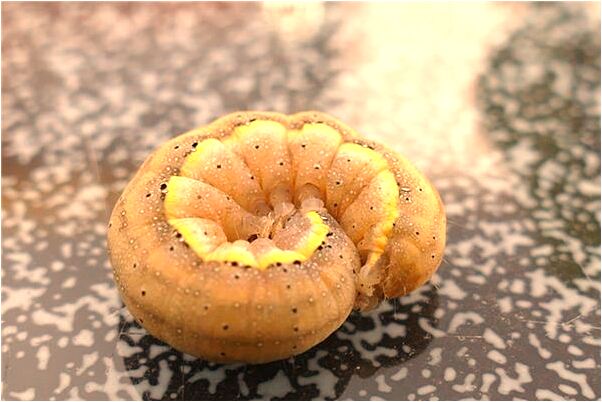 夢到蟒蛇和我玩怎么樣_周公解夢官網