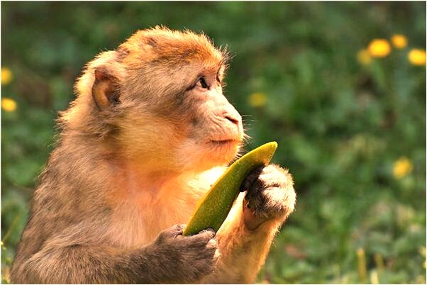 夢到了肚子破了流出東西是什麼預兆？_周公解夢官網
