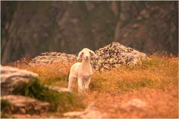 夢到糞流出啥意思_周公解夢官網