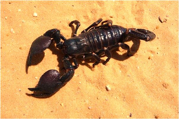 夢到巨大的蛇在天上飛是什麼意思_周公解夢官網