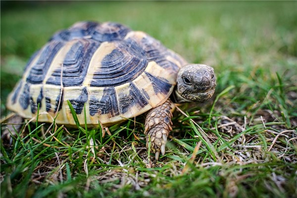 夢見逮王八是什麼徵兆_周公解夢