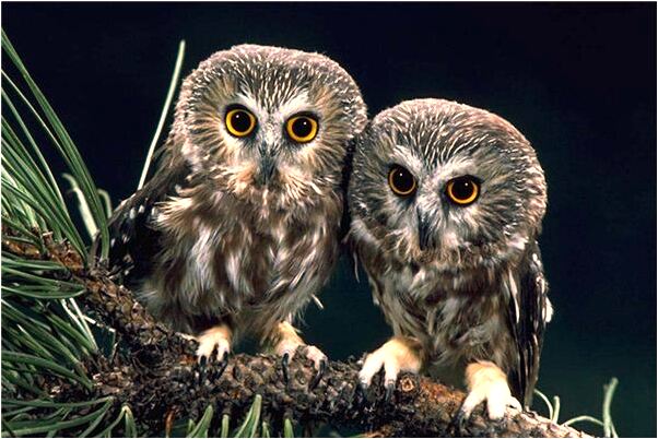 夢到了和對象一起應聘成功是啥意思_周公解夢官網