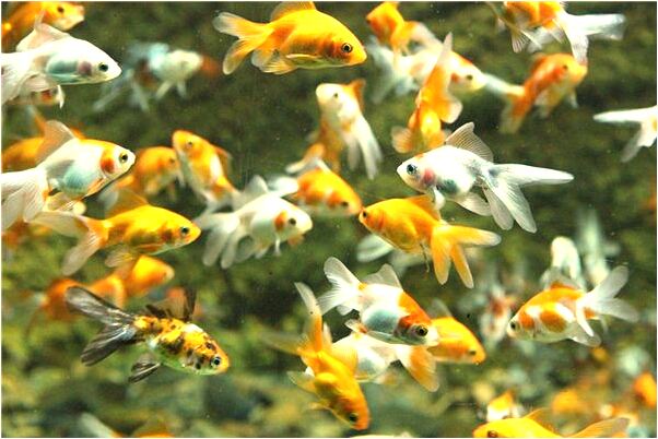 夢到了夥伴被殺是什麼啟示_周公解夢官網