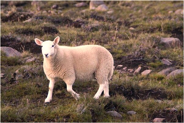 夢見被猴子咬傷有什麼預示嗎_周公解夢官網