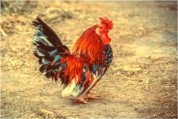 夢到自己買平底鍋是什麼預兆_周公解夢官網