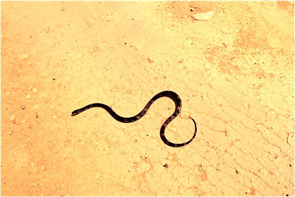 夢到摸妹妹的陰道要做愛怎么回事_周公解夢官網