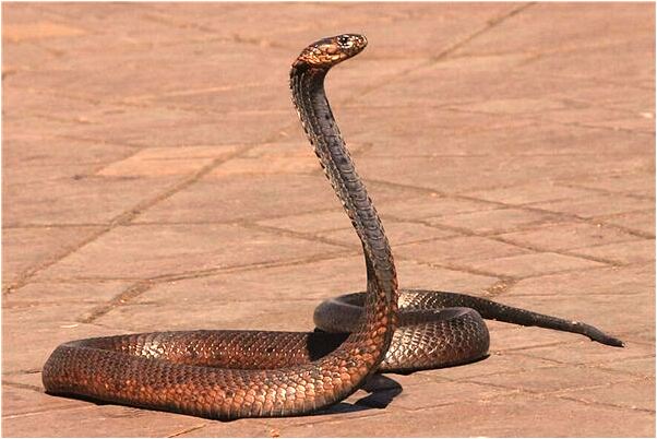 夢到別人送碗給自己預示什麼_周公解夢官網