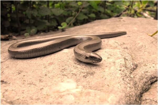 夢見腳爬蟲子啥意思_周公解夢官網