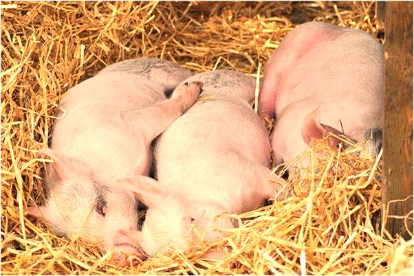 夢見和多人一起吃肉是什麼徵兆_周公解夢官網