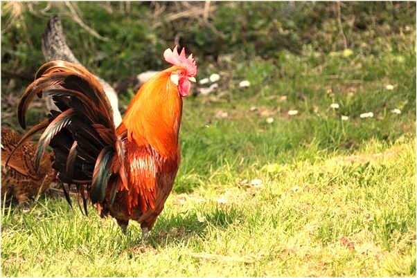夢到紫色和黑色有什麼說法_周公解夢官網