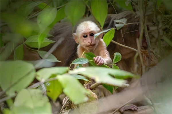 生肖猴出生年份和歲數_十二生肖