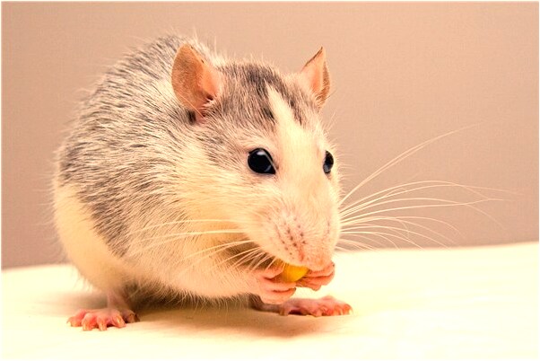 夢到大家一起吃飯會怎么樣_周公解夢官網