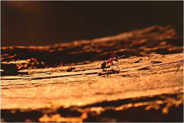 夢見一群蜂子蜇赦自己的預兆_周公解夢官網