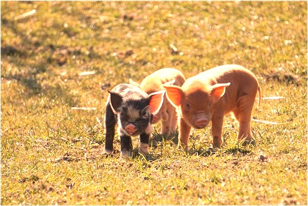 夢見前男友殺人什麼預兆_周公解夢官網