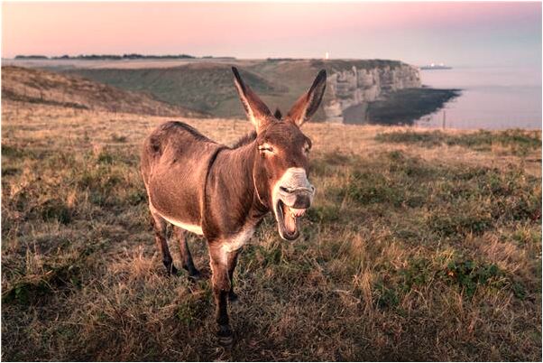 夢到黑蠍子蟄是好是壞_周公解夢官網