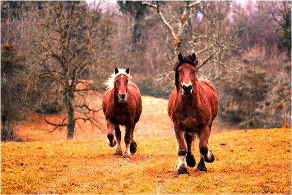 夢到賣糯米怎么回事_周公解夢官網