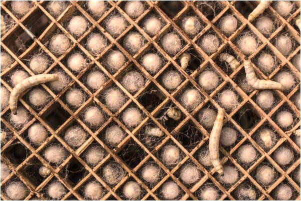 夢見陪孩子上學是吉兆嗎?_周公解夢官網