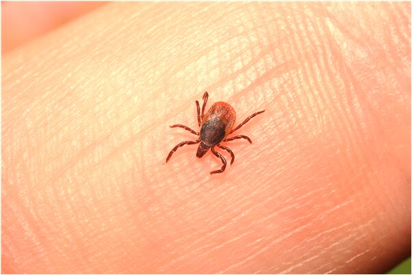 夢見替鬼嬰辦事預示了什麼_周公解夢官網